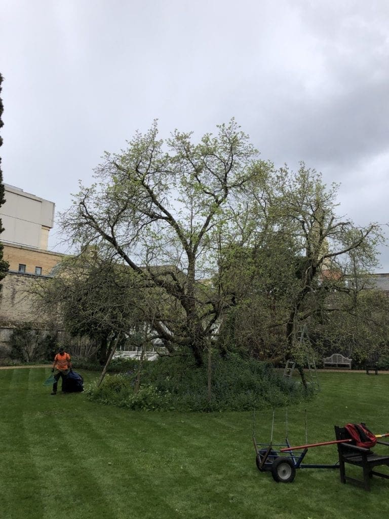 Christ College Tree Maintenance