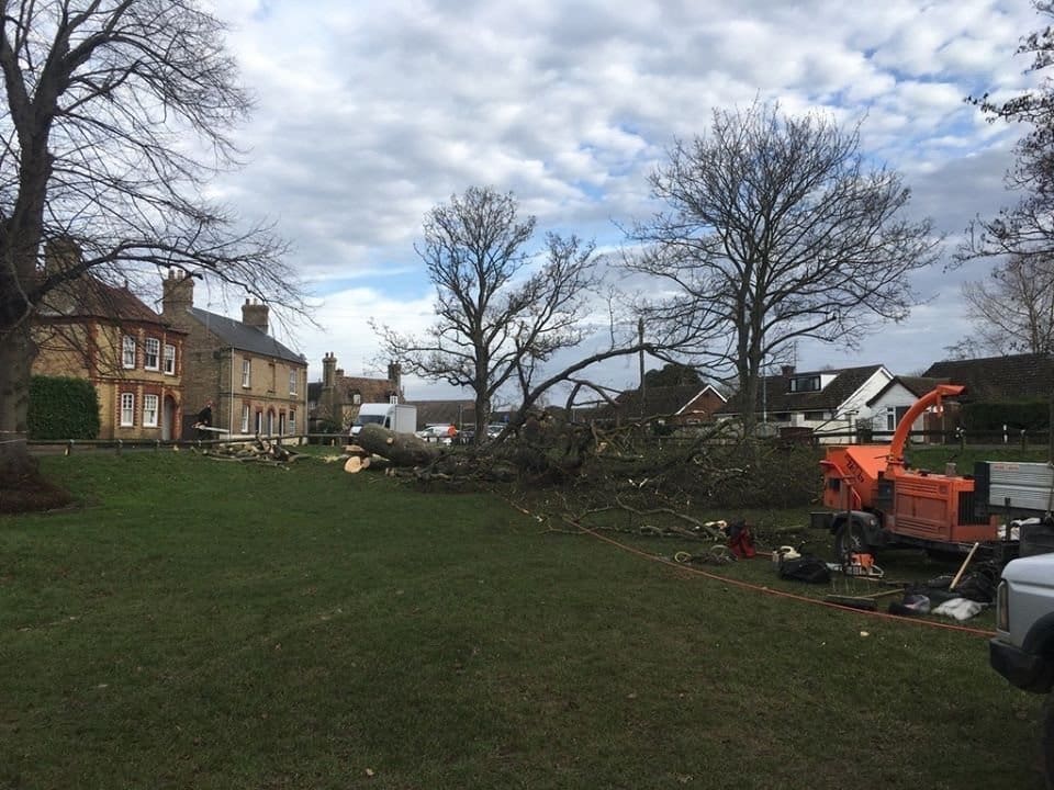 Tree Felling Cambridge