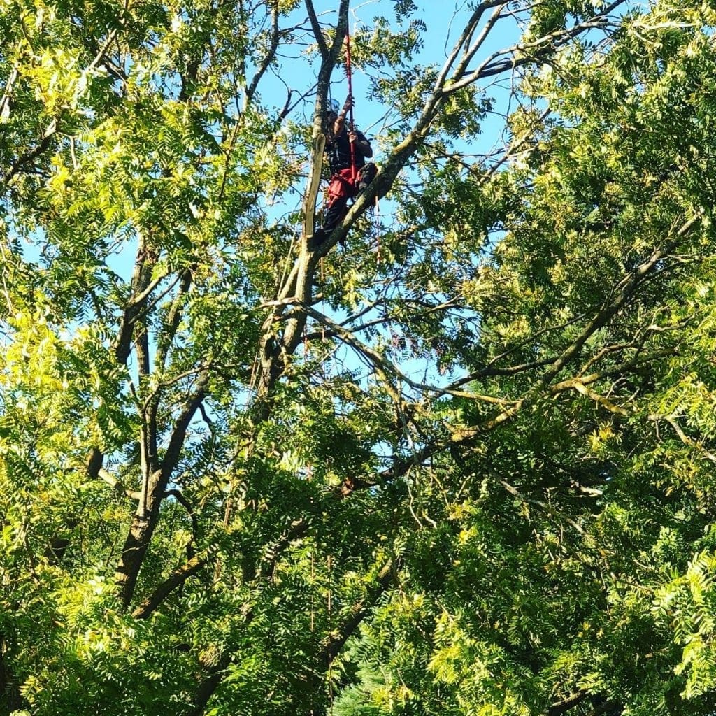 Tree Surgeon Cambridge