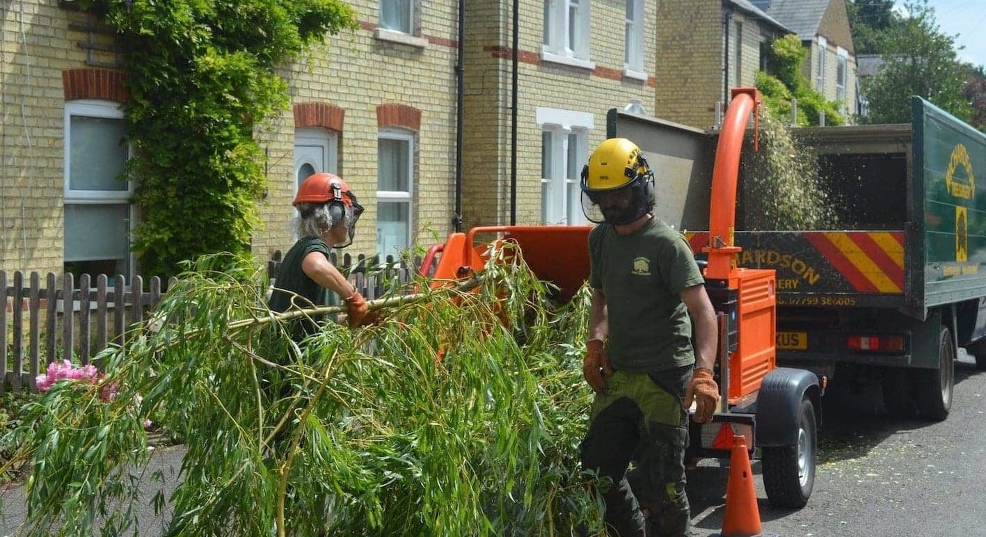 Tree removal - Richardson Tree Surgery